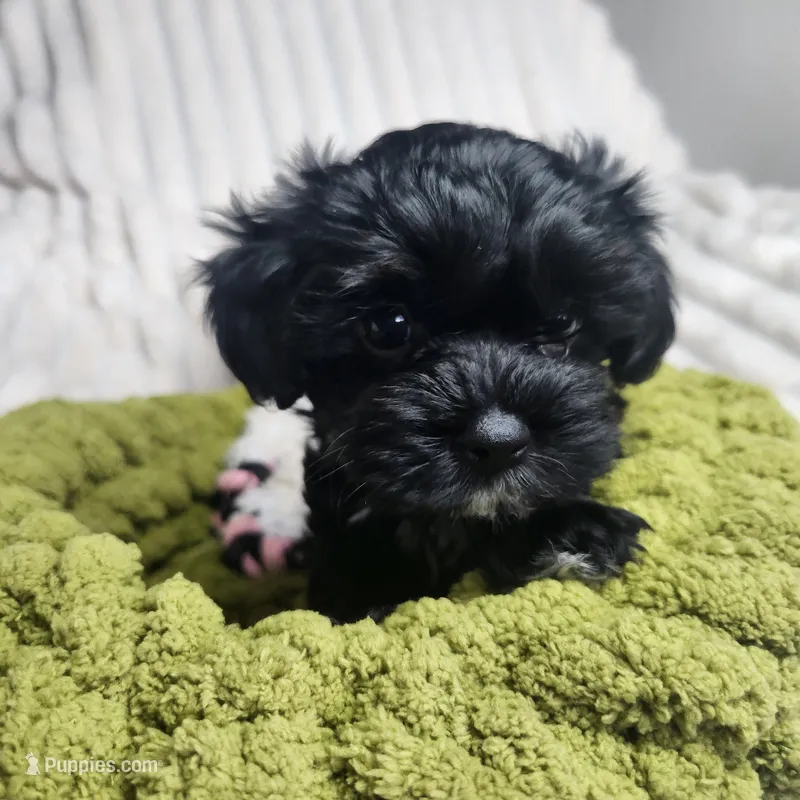 Pip – Yorkipoo puppy on hold in Wagener, SC