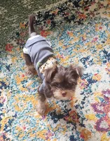 Beautiful chocolate yorkie girl, a female Yorkshire Terrier for sale in Wagener, SC – 5 of 6
