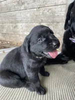 Black Lab (white collar), a female Labrador Retriever for sale in Morrill, KS – 1 of 3