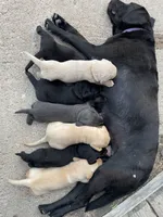 Black Lab (purple collar), a female Labrador Retriever for sale in Morrill, KS – 4 of 4
