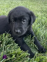 Black Lab (purple collar), a female Labrador Retriever for sale in Morrill, KS – 2 of 4