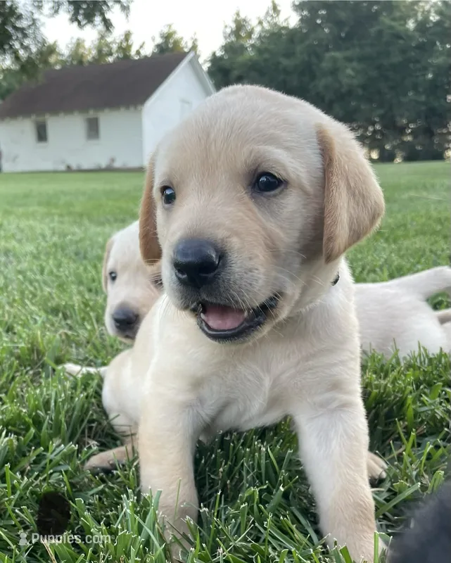 Yellow Lab (black collar) – Labrador Retriever puppy for sale in Morrill, KS