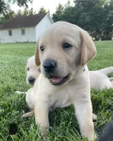 Yellow Lab (black collar), a male Labrador Retriever for sale in Morrill, KS – 1 of 4