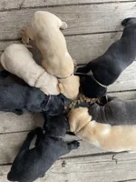 Black Lab (purple collar), a female Labrador Retriever for sale in Morrill, KS – 3 of 4