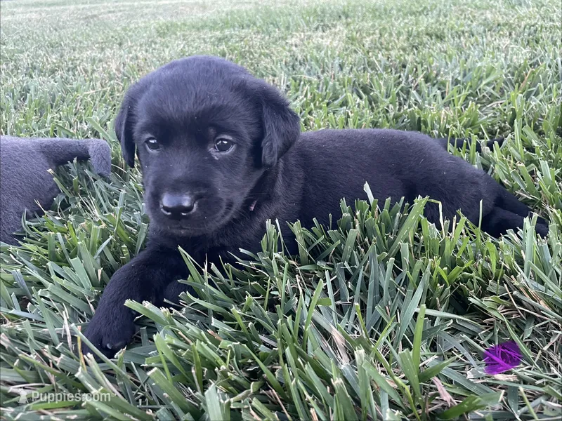 Black Lab (purple collar) – Labrador Retriever puppy for sale in Morrill, KS