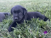 Black Lab (purple collar), a female Labrador Retriever for sale in Morrill, KS – 1 of 4