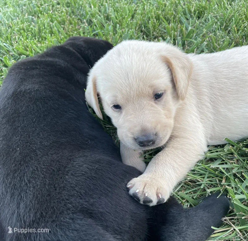 Yellow Lab (orange collar) – Labrador Retriever puppy for sale in Morrill, KS