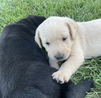 Yellow Lab (orange collar), a male Labrador Retriever for sale in Morrill, KS – 1 of 3