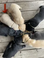 Yellow Lab (orange collar), a male Labrador Retriever for sale in Morrill, KS – 2 of 3