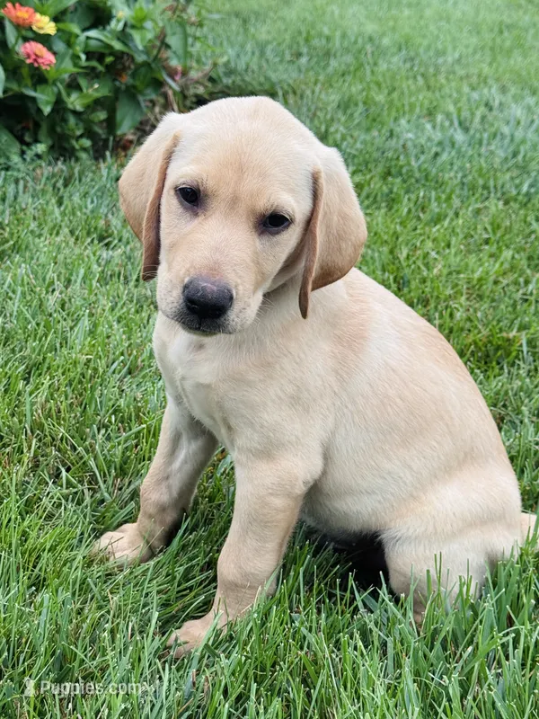 Yellow Lab (black collar) – Labrador Retriever puppy for sale in Morrill, KS