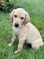Yellow Lab (black collar), a male Labrador Retriever for sale in Morrill, KS – 1 of 1
