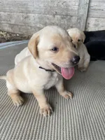Yellow Lab (black collar), a male Labrador Retriever for sale in Morrill, KS – 2 of 4