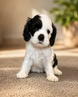 Val, a female Cocker Spaniel for sale in Bluffton, SC – 1 of 2