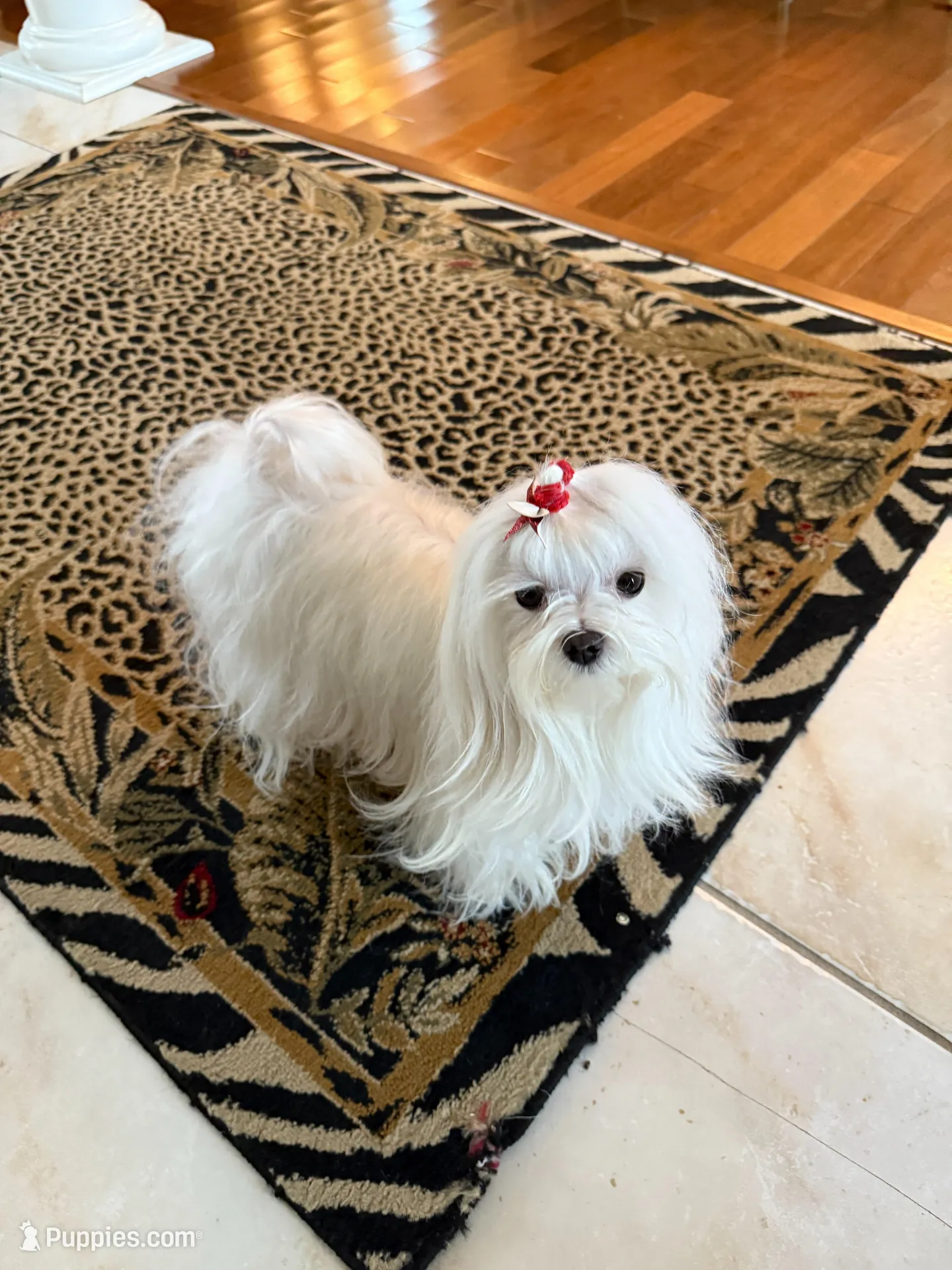 CHERISH, a female Maltese for sale in Lancaster, PA – Photo 5 of 7