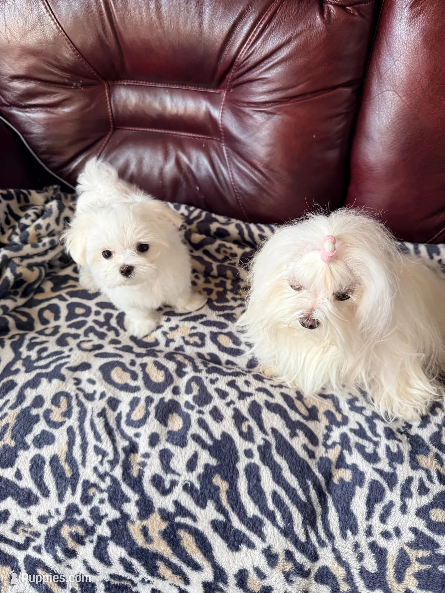 CHERISH, a female Maltese for sale in Lancaster, PA – Photo 4 of 7