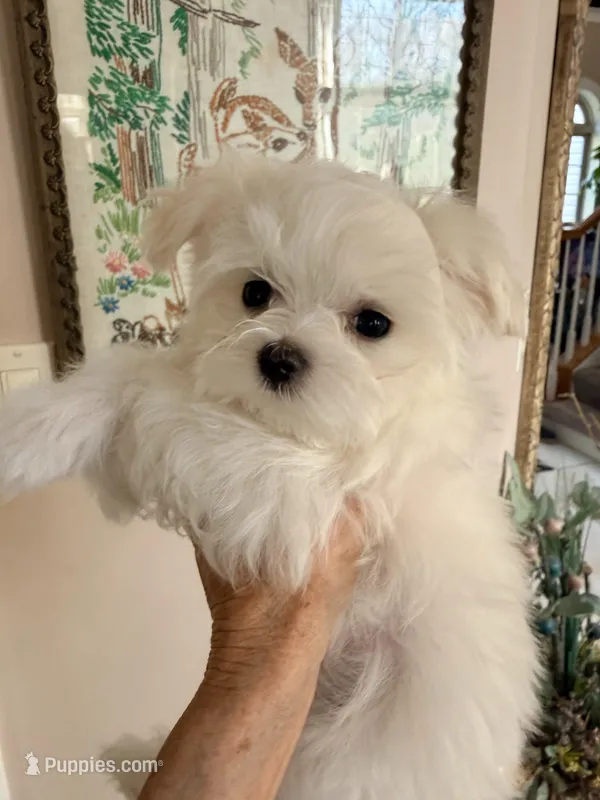 CHERISH – Maltese puppy for sale in Lancaster, PA