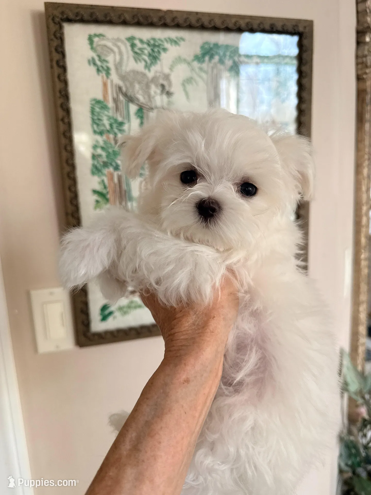 CHERISH, a female Maltese for sale in Lancaster, PA – Photo 2 of 7