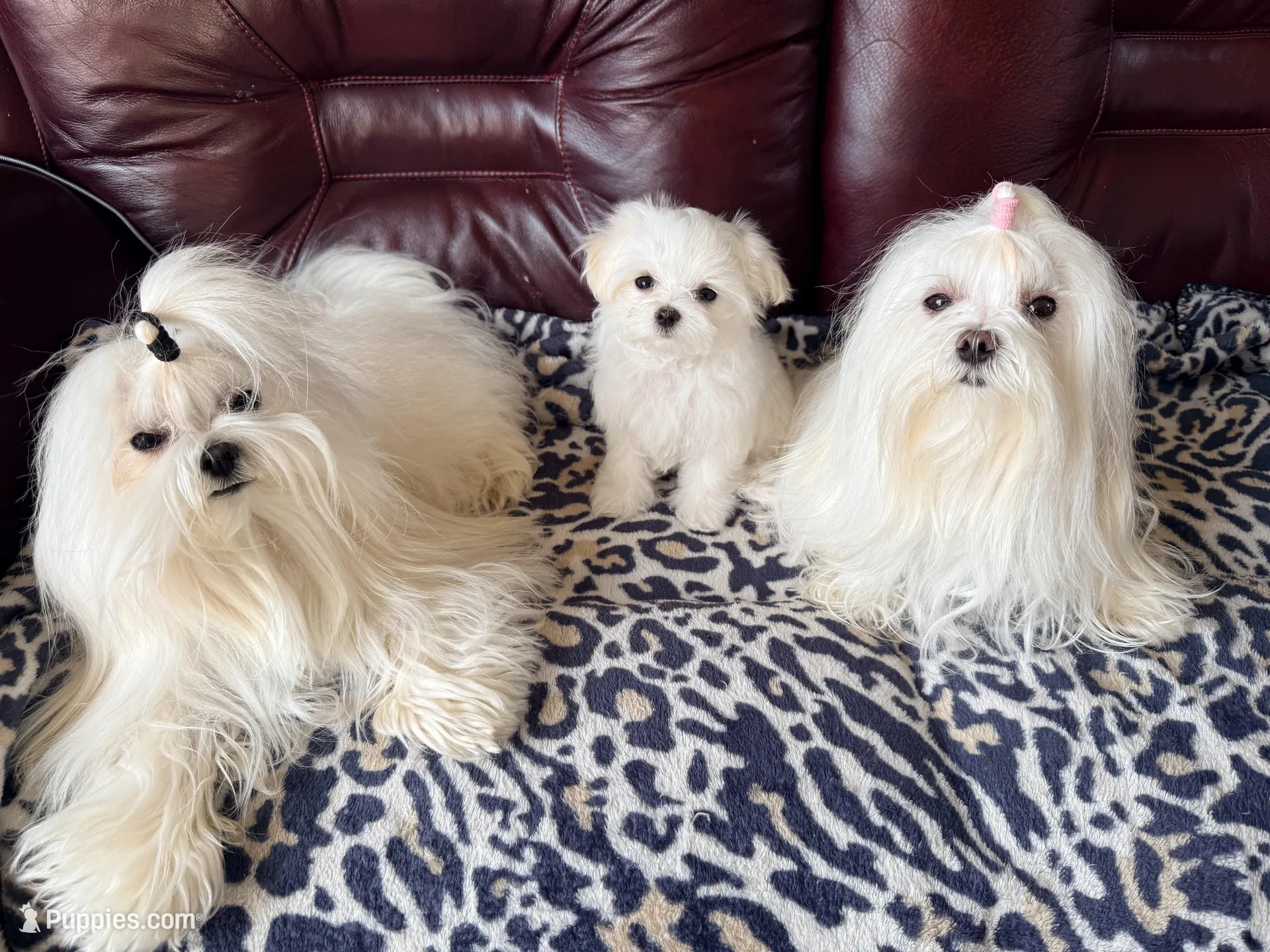 CHERISH, a female Maltese for sale in Lancaster, PA – Photo 6 of 7