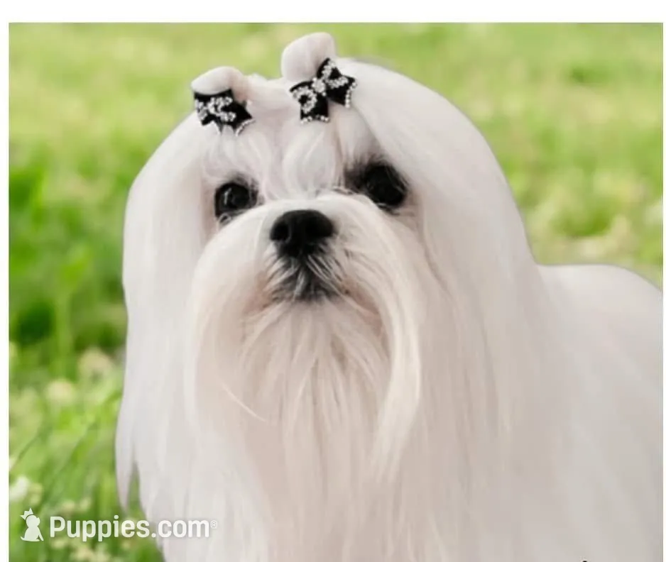 CHERISH, a female Maltese for sale in Lancaster, PA – Photo 7 of 7