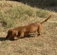 Bruno, a male Miniature Dachshund for sale in Leander, TX – 3 of 3