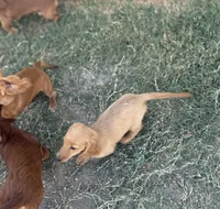 Mica, a male Miniature Dachshund for sale in Leander, TX – 2 of 4