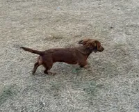 Max, a male Miniature Dachshund for sale in Leander, TX – 3 of 4