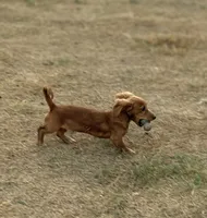Bruno, a male Miniature Dachshund for sale in Leander, TX – 2 of 3