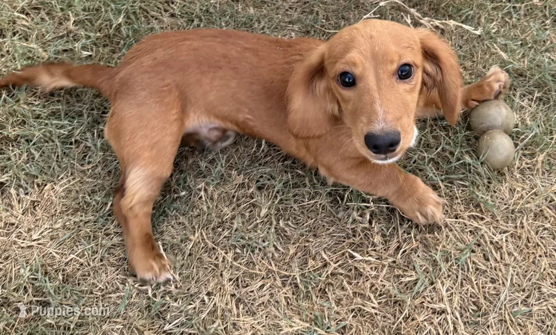 Leo – Miniature Dachshund puppy for sale in Leander, TX