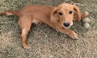 Leo, a male Miniature Dachshund for sale in Leander, TX – 1 of 5