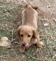Mica, a male Miniature Dachshund for sale in Leander, TX – 3 of 4