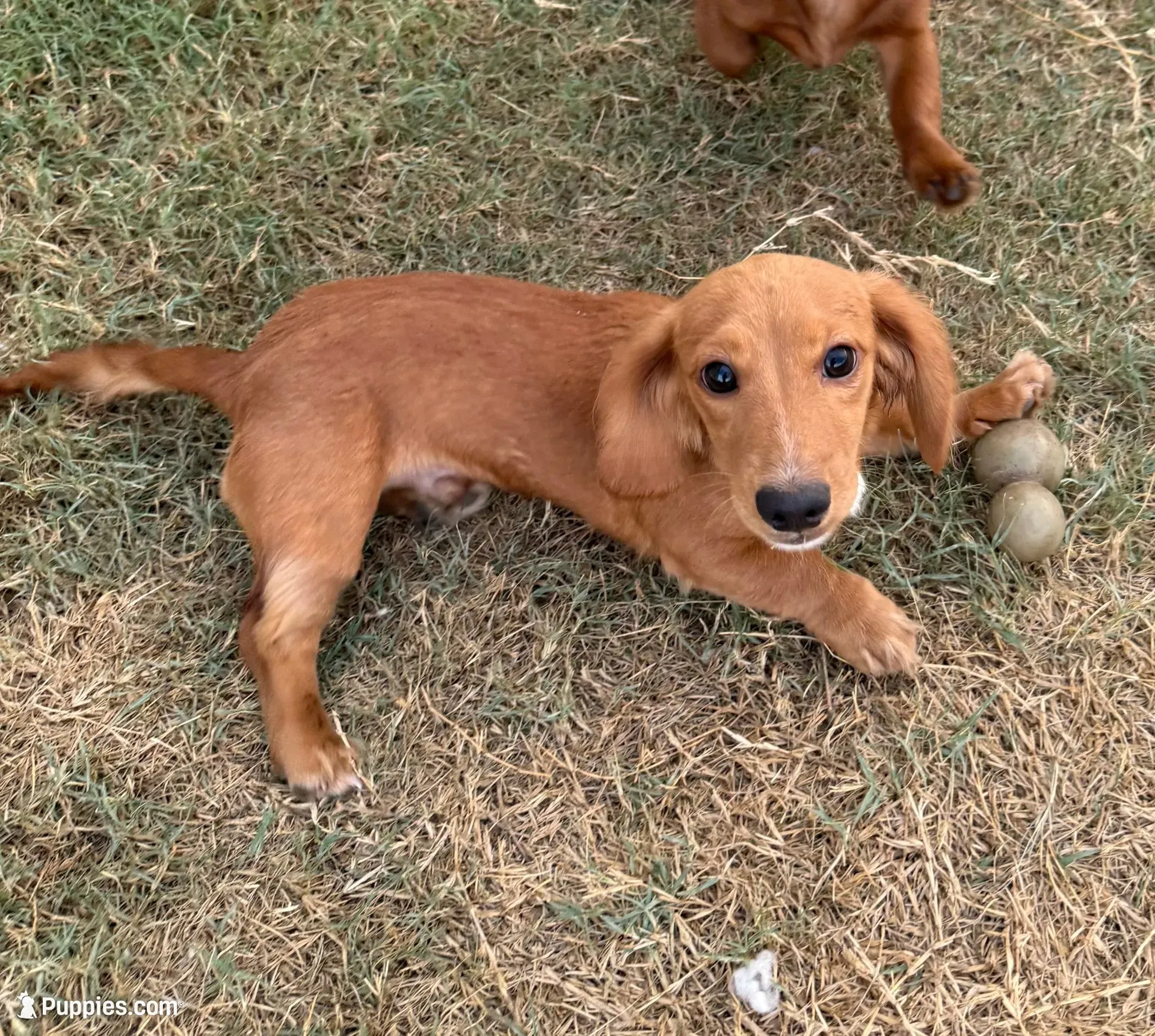 Leo, a male Miniature Dachshund for sale in Leander, TX – 5 of 5