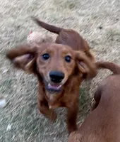Max, a male Miniature Dachshund for sale in Leander, TX – 2 of 4