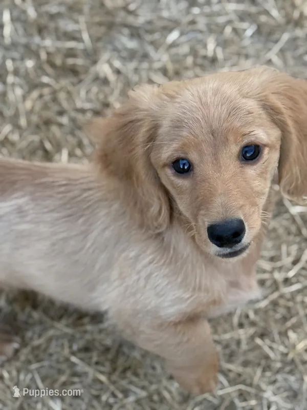 Mica – Miniature Dachshund puppy for sale in Leander, TX