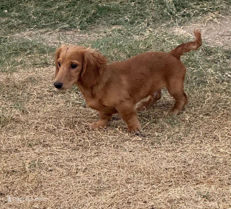 Bruno – Miniature Dachshund puppy for sale in Leander, TX