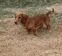 Bruno, a male Miniature Dachshund for sale in Leander, TX – 1 of 3