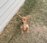 Mica, a male Miniature Dachshund for sale in Leander, TX – 4 of 4