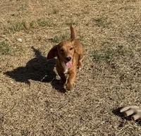 Leo, a male Miniature Dachshund for sale in Leander, TX – 3 of 5