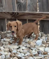 Leo, a male Miniature Dachshund for sale in Leander, TX – 4 of 5
