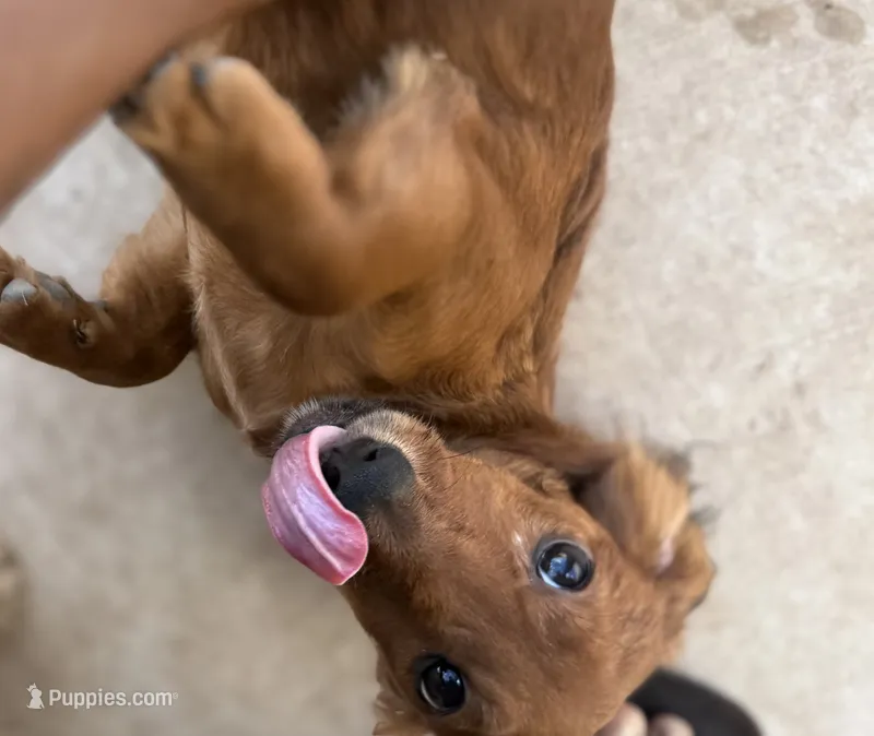 Max – Miniature Dachshund puppy for sale in Leander, TX