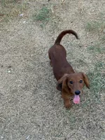 Max, a male Miniature Dachshund for sale in Leander, TX – 4 of 4