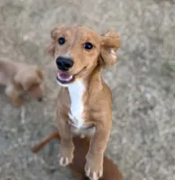 Leo, a male Miniature Dachshund for sale in Leander, TX – 2 of 5