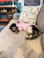 Liza Jane (Dottie), a female Miniature Dachshund for sale in Dowagiac, MI – Photo 5 of 6