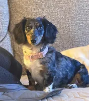 Liza Jane (Dottie), a female Miniature Dachshund for sale in Dowagiac, MI – Photo 4 of 6