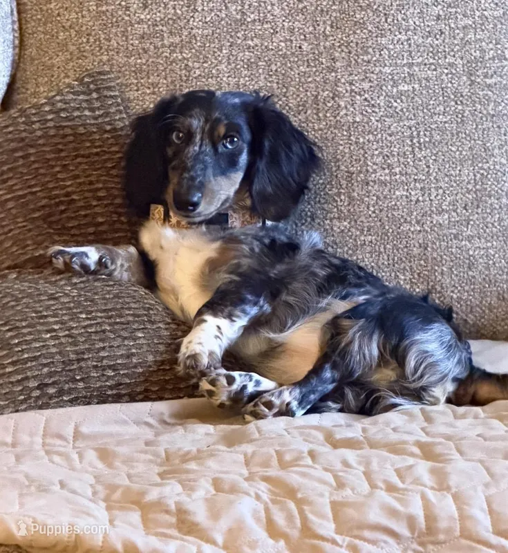 Liza Jane (Dottie) – Miniature Dachshund puppy for sale in Dowagiac, MI