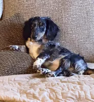 Liza Jane (Dottie), a female Miniature Dachshund for sale in Dowagiac, MI – Photo 1 of 6