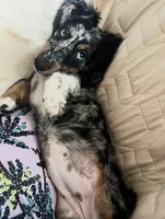 Liza Jane (Dottie), a female Miniature Dachshund for sale in Dowagiac, MI – Photo 2 of 6