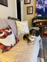 Liza Jane (Dottie), a female Miniature Dachshund for sale in Dowagiac, MI – Photo 6 of 6