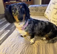 Liza Jane (Dottie), a female Miniature Dachshund for sale in Dowagiac, MI – Photo 3 of 6