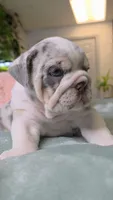 Betty , a female English Bulldog for sale in Falkville, AL – 1 of 8