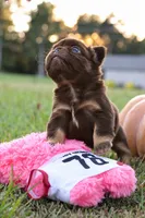Fluffy Nippy, a female French Bulldog for sale in Falkville, AL – 3 of 10